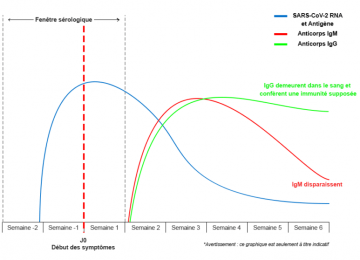 Serologie-Covid19-Cinetique_anticorps-800x558-1